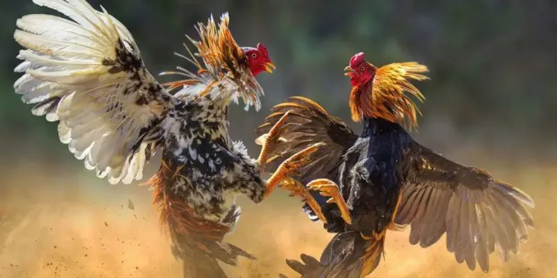 Ý nghĩa phong thủy của gà Tử Mỵ – Sức mạnh và sự bảo hộ